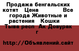 Продажа бенгальских котят › Цена ­ 20 000 - Все города Животные и растения » Кошки   . Тыва респ.,Ак-Довурак г.